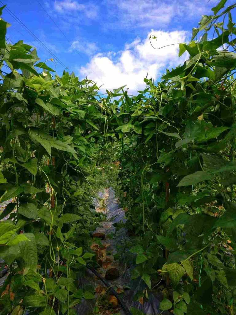 Harvest of Health