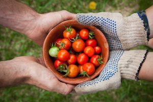 Harvest of Health