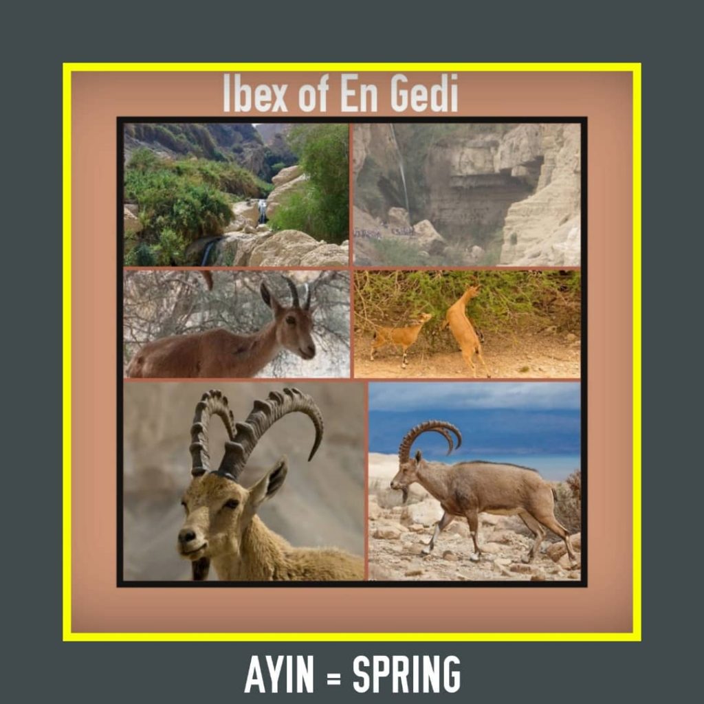 Study #9 AYIN